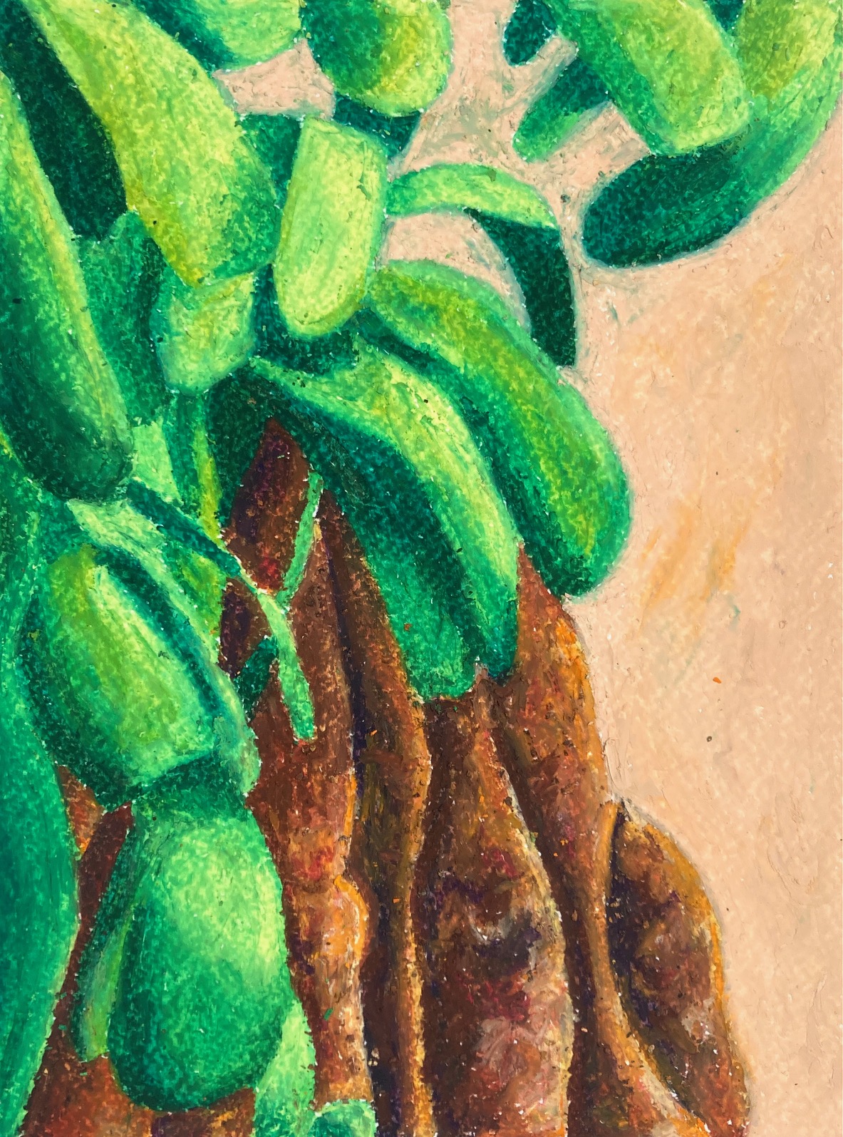 Vihreä lehtinen kasvi ruskeine juurineen aprikoosilla taustalla, öljypastelli paperille.