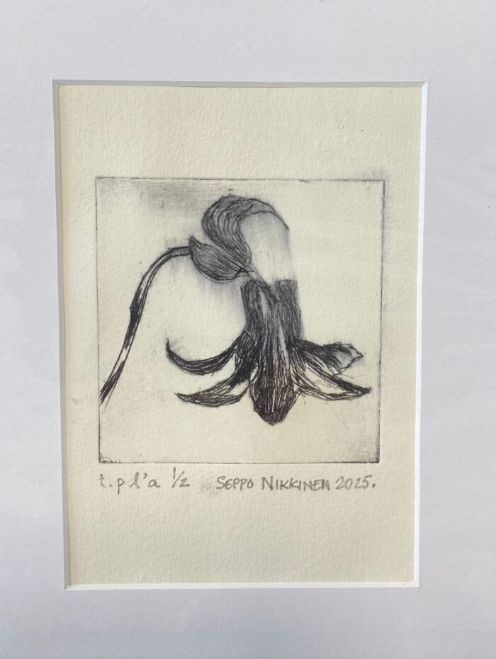 Seppo Nikkisen kuivaneulagrafiikoin tehty mustavalkoteos kukasta