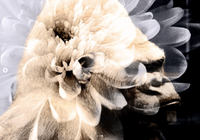 Nina Forsmanin digitaalinen vedos, jossa kukka ja gorilla yhdistyvät